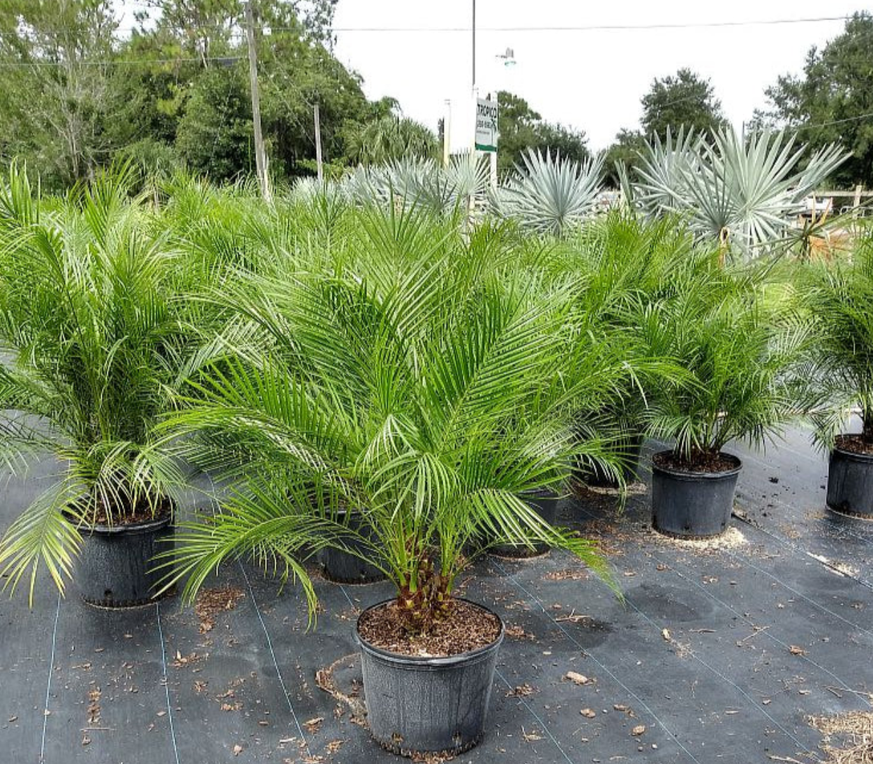 Robellini Palm (Pygmy Date Palm)