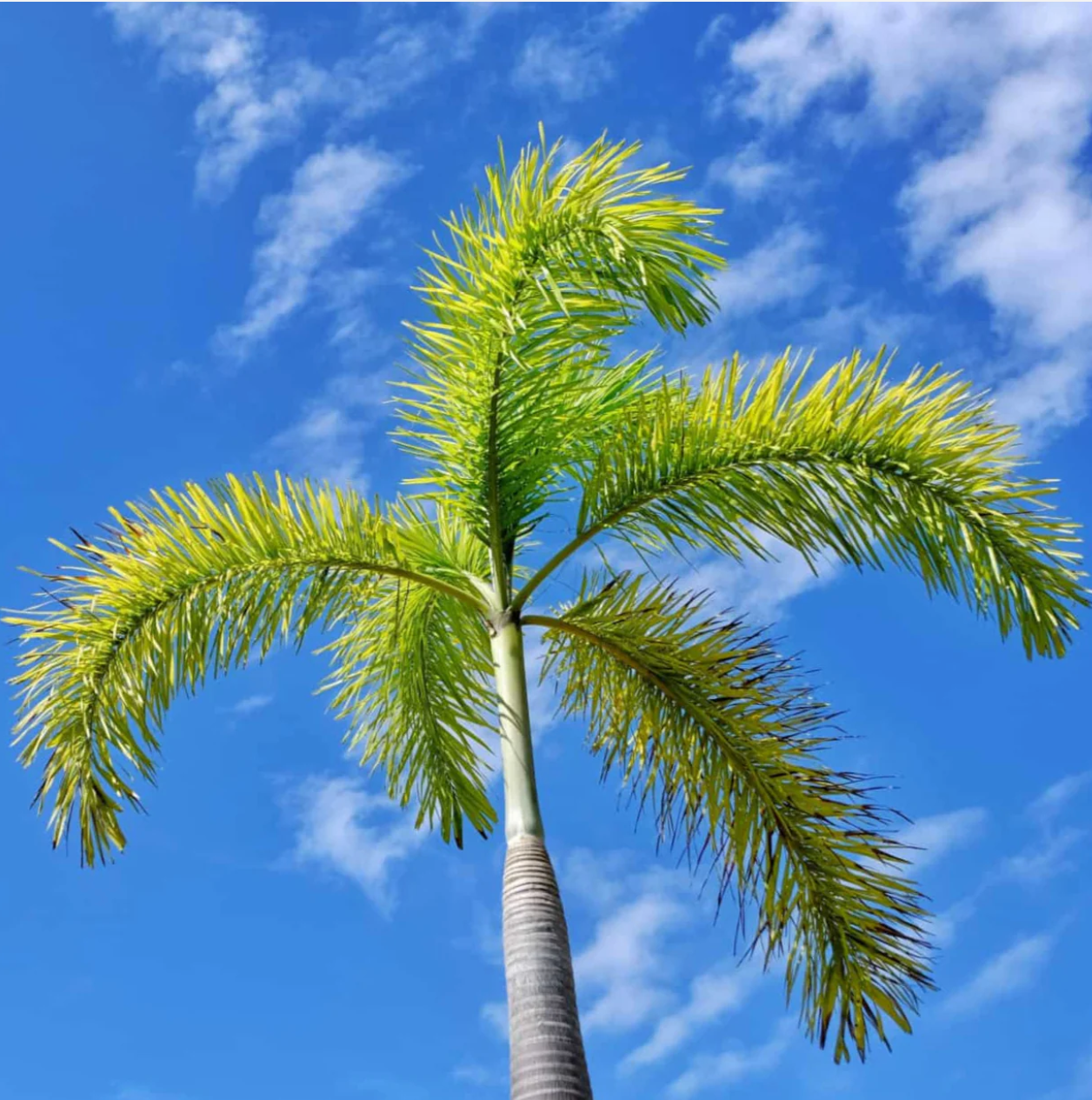 Foxtail Palm - 11 to 14 Feet of Pure Tropical Drama