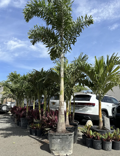 Foxtail Palm - 11 to 14 Feet of Pure Tropical Drama