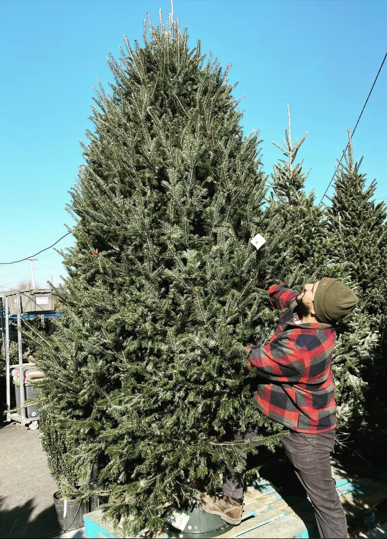 Balsam Fir
