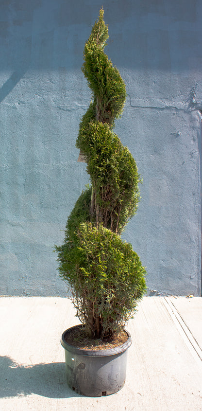 Emerald Green Spiral