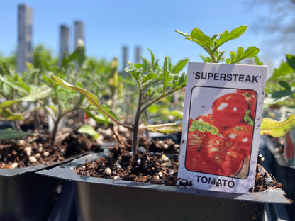 Tomato