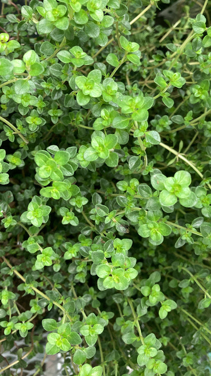 Thyme