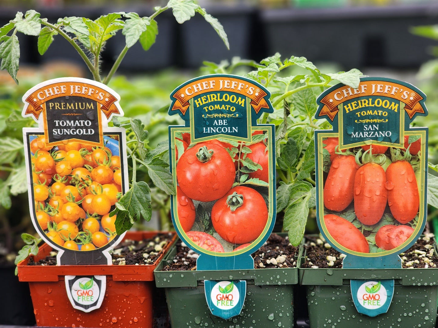 Tomato