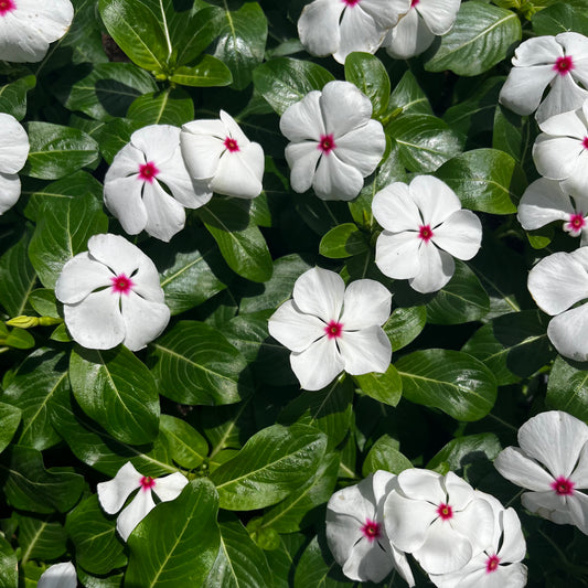 Annual Vinca (Periwinkle)