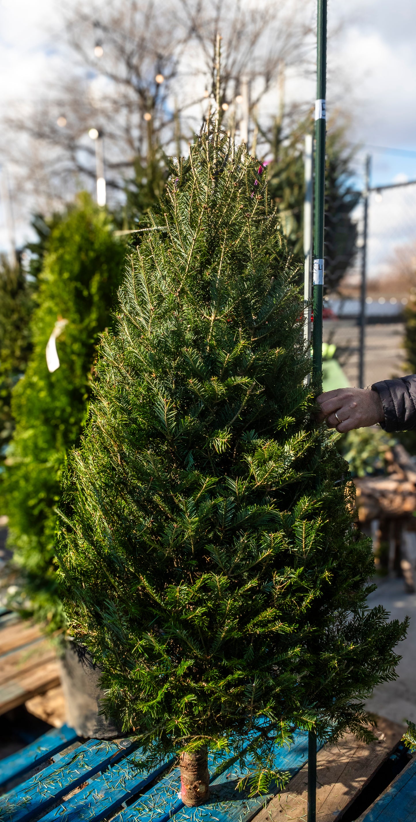 Balsam Fir