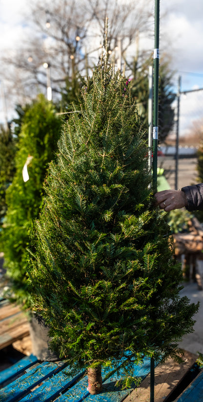 Balsam Fir