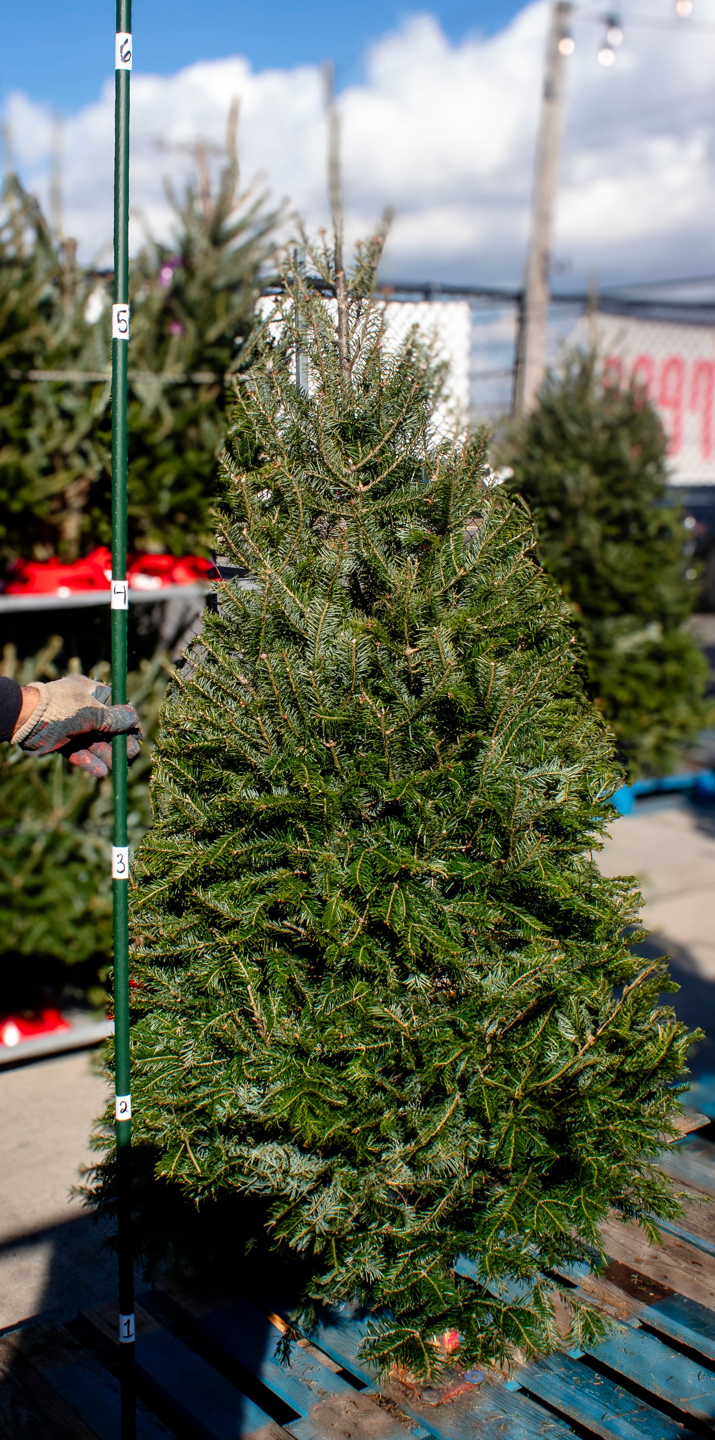 Balsam Fir