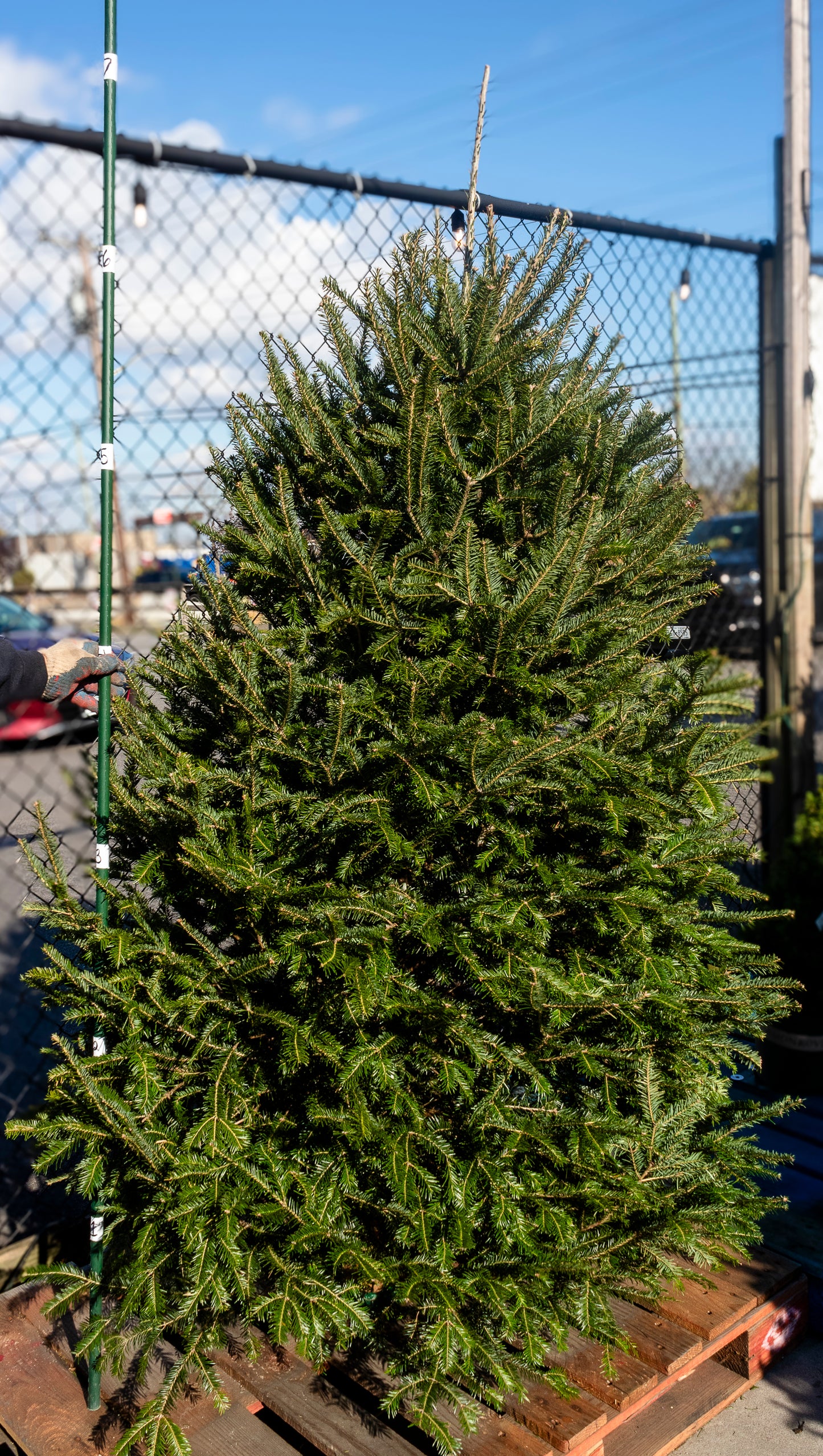 Balsam Fir