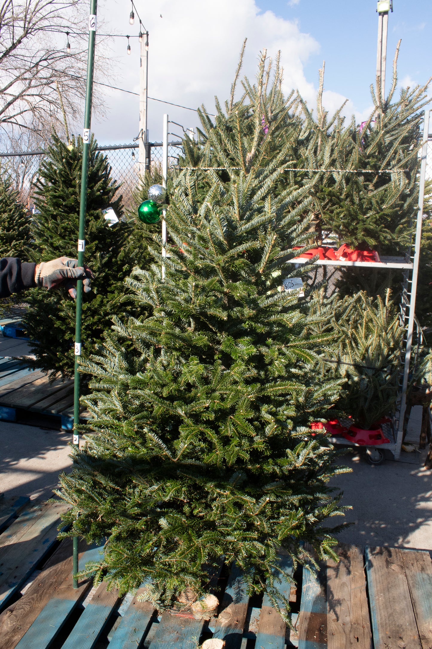 Balsam Fir
