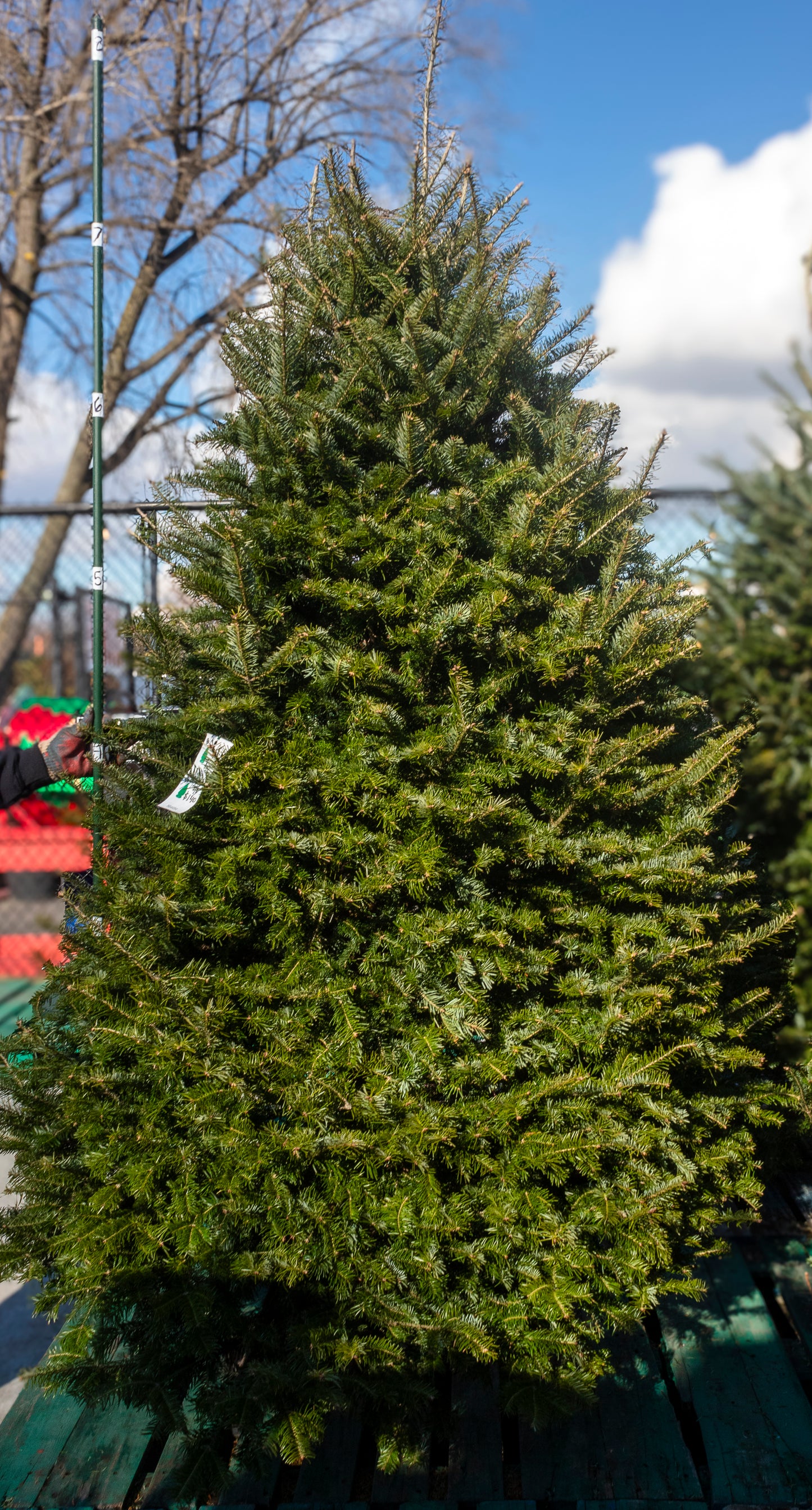 Balsam Fir