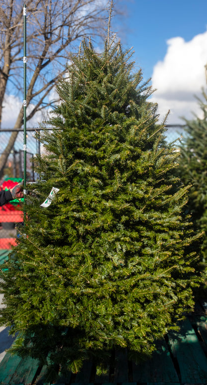 Balsam Fir