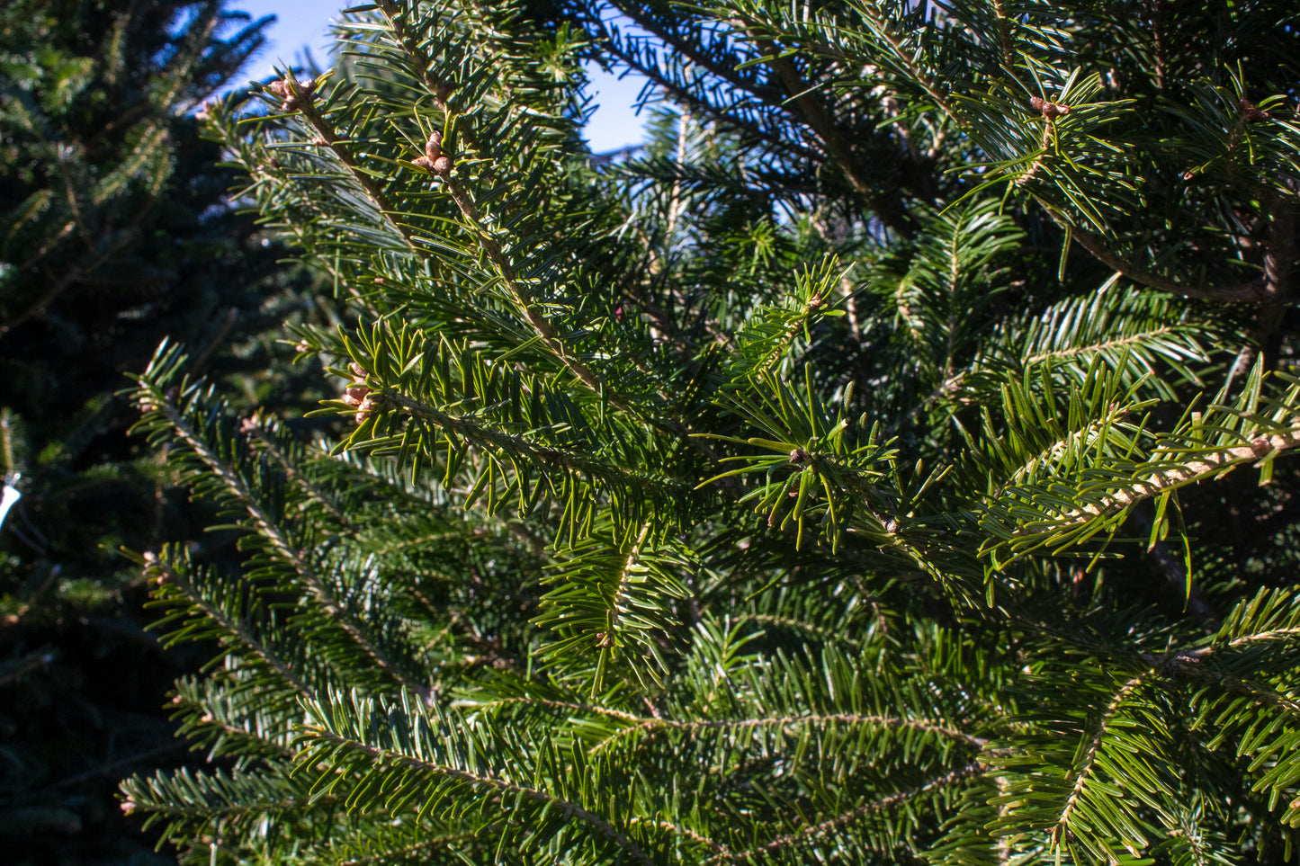 Balsam Fir