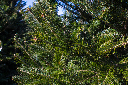 Balsam Fir