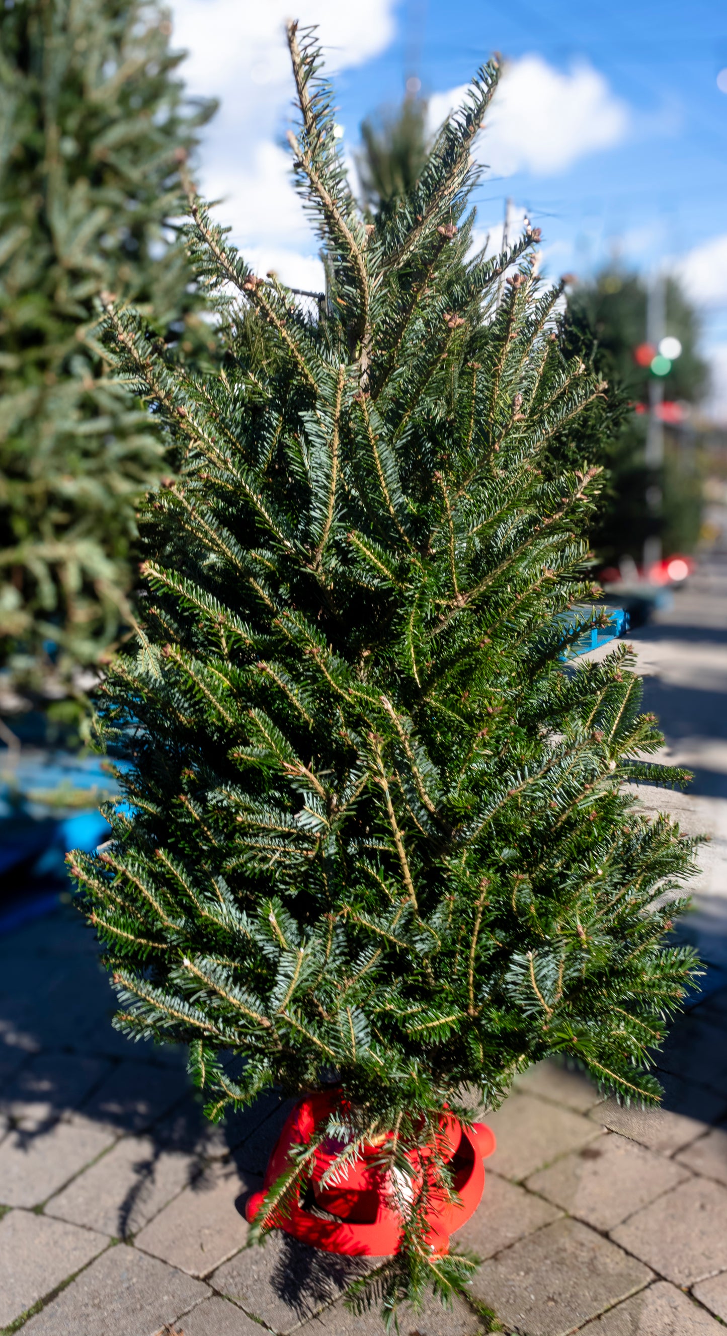 Balsam Fir