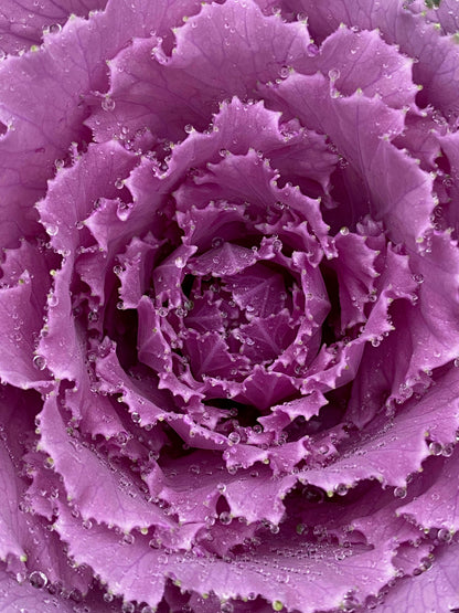 Ornamental Cabbage and Kale