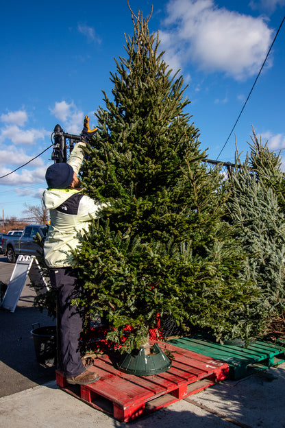 Fraser Fir