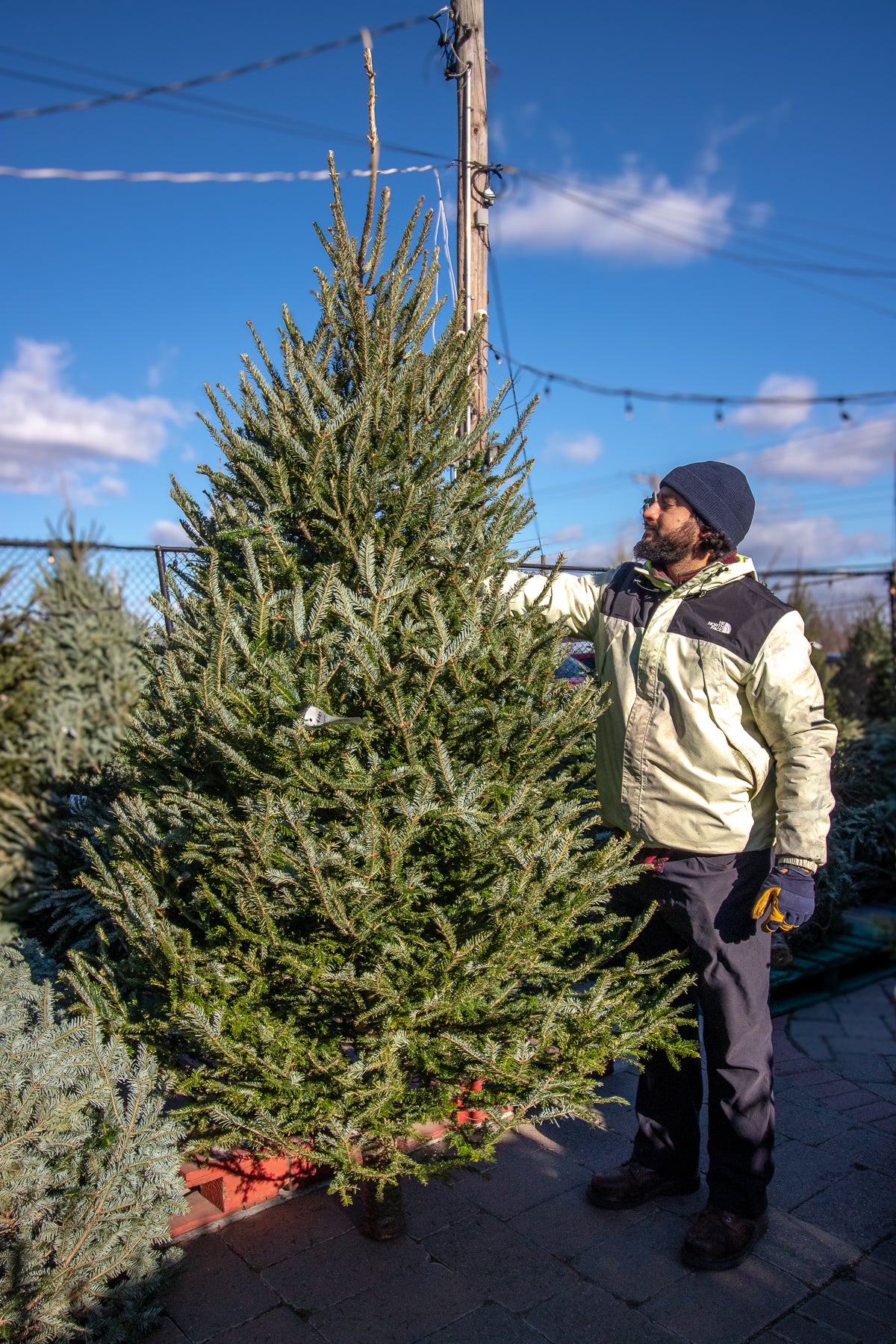 Fraser Fir
