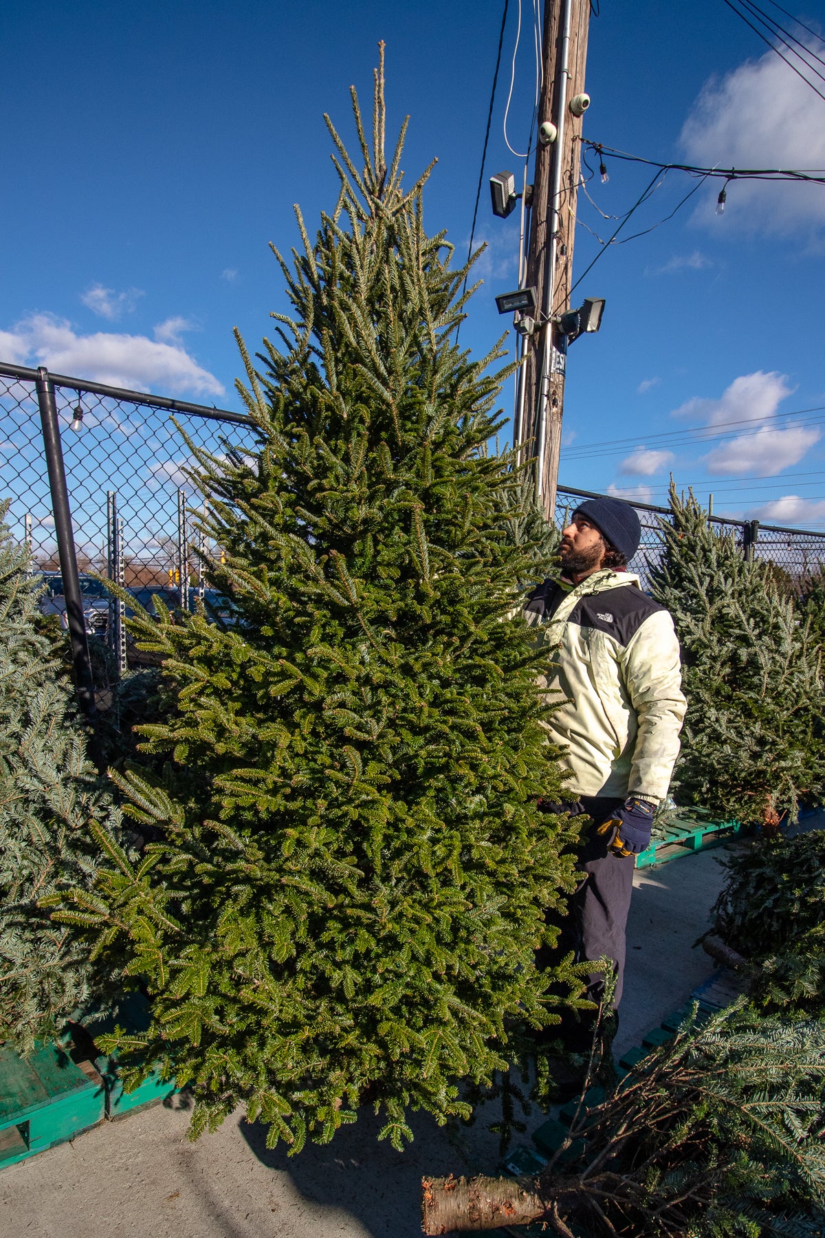 Fraser Fir