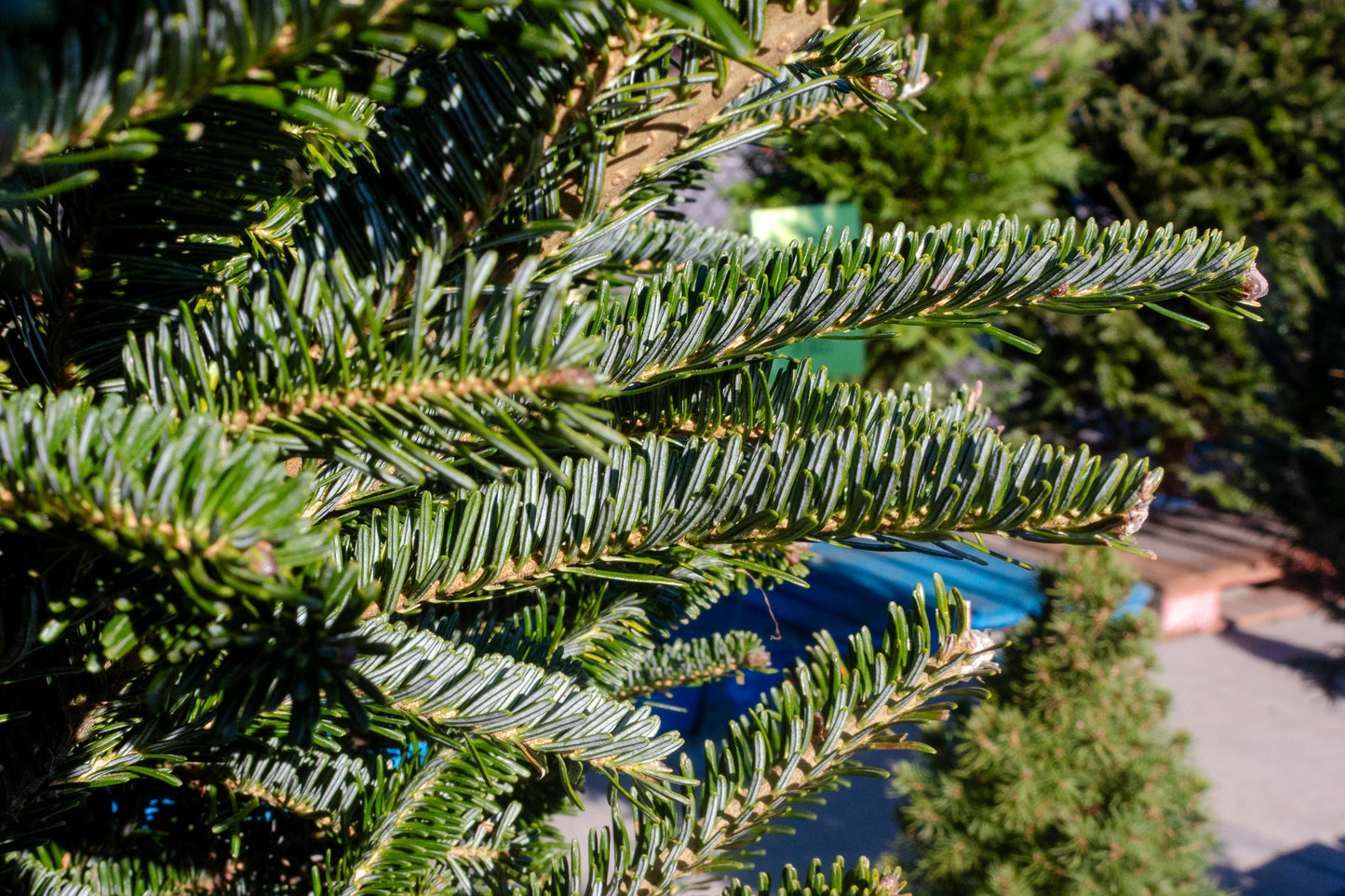 Fraser Fir