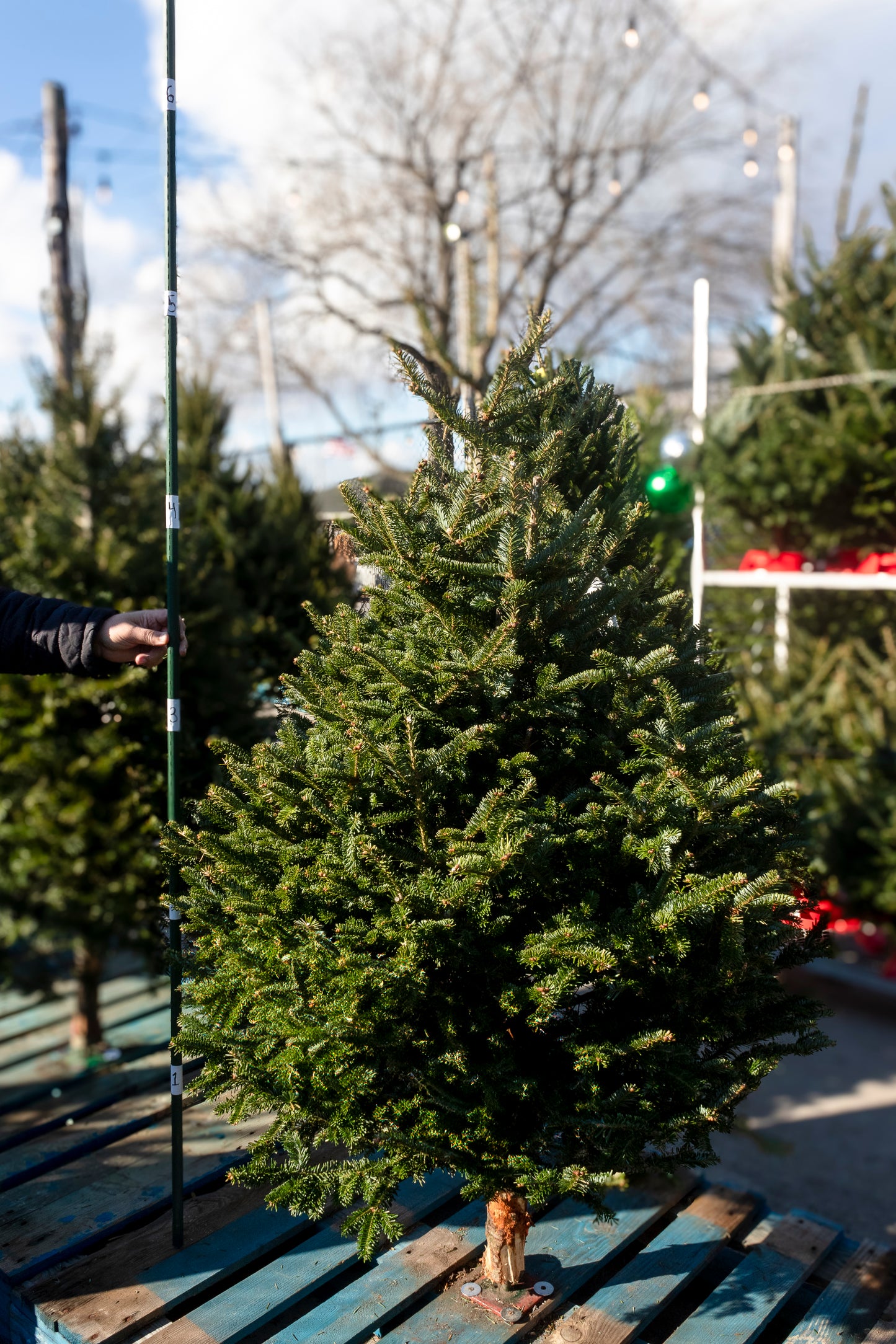 Fraser Fir