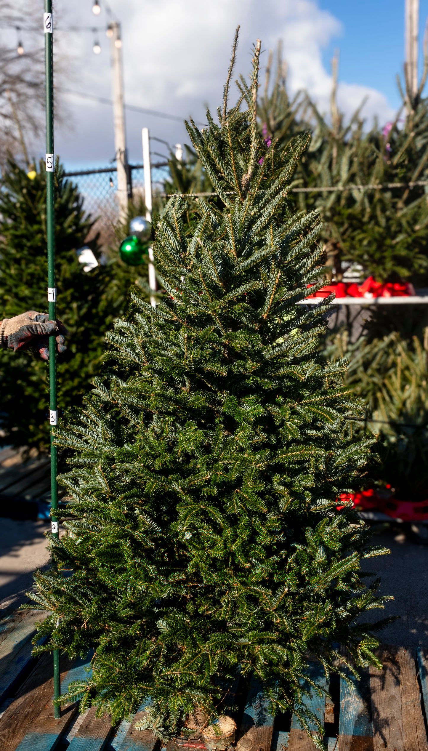 Fraser Fir