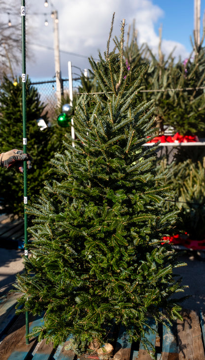 Fraser Fir