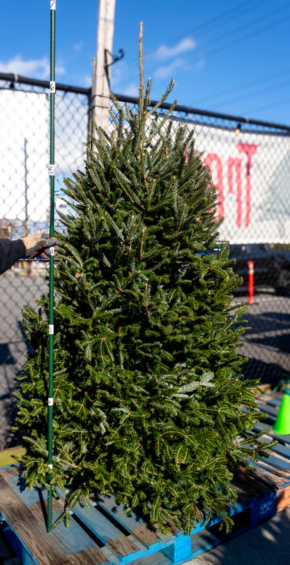 Fraser Fir