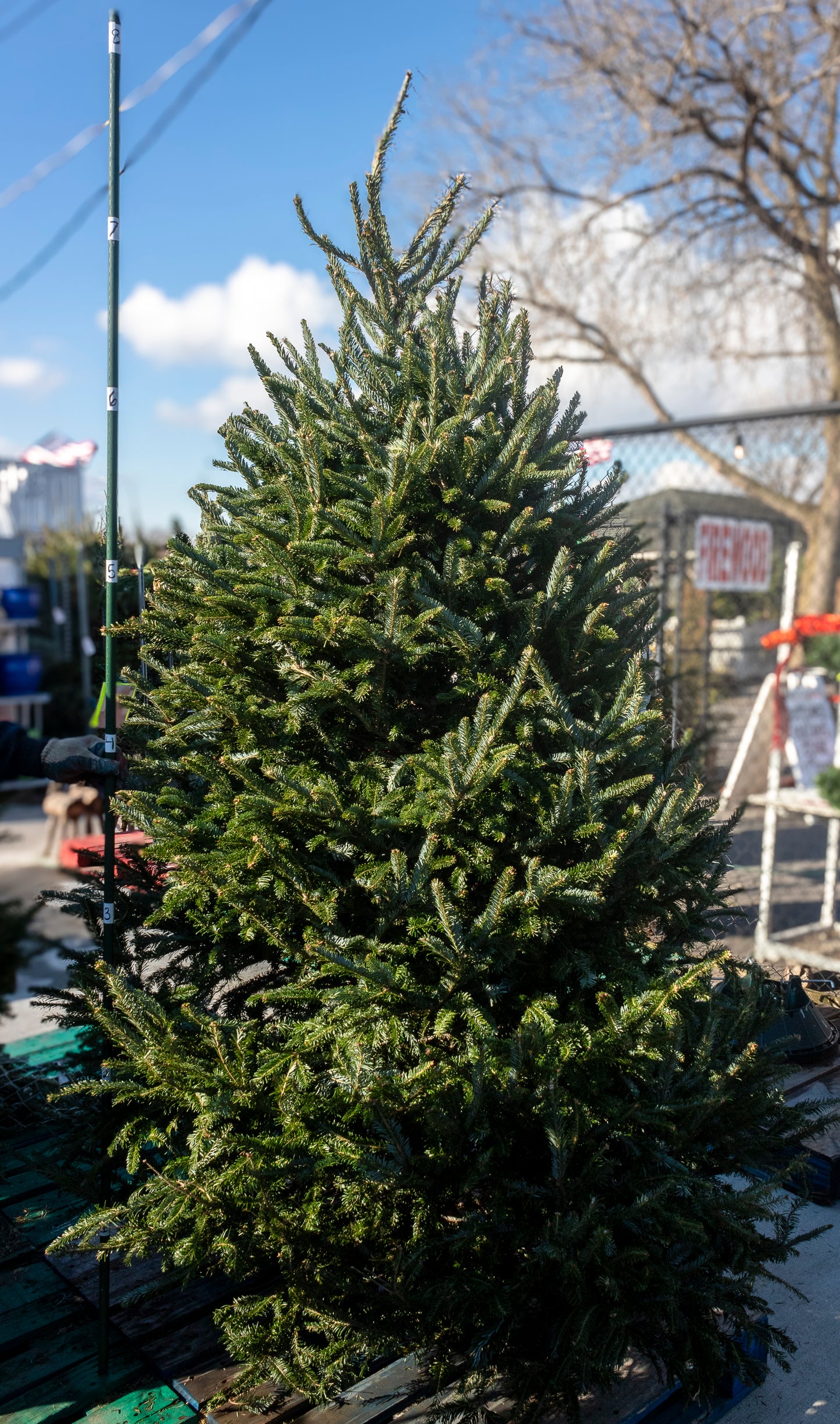 Fraser Fir