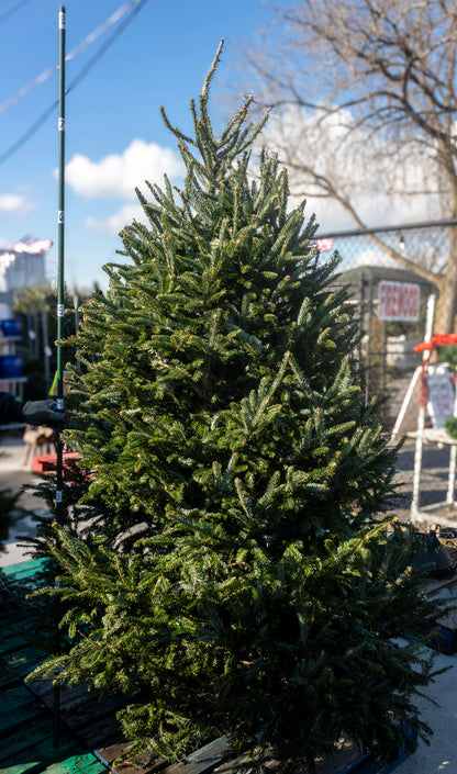 Fraser Fir