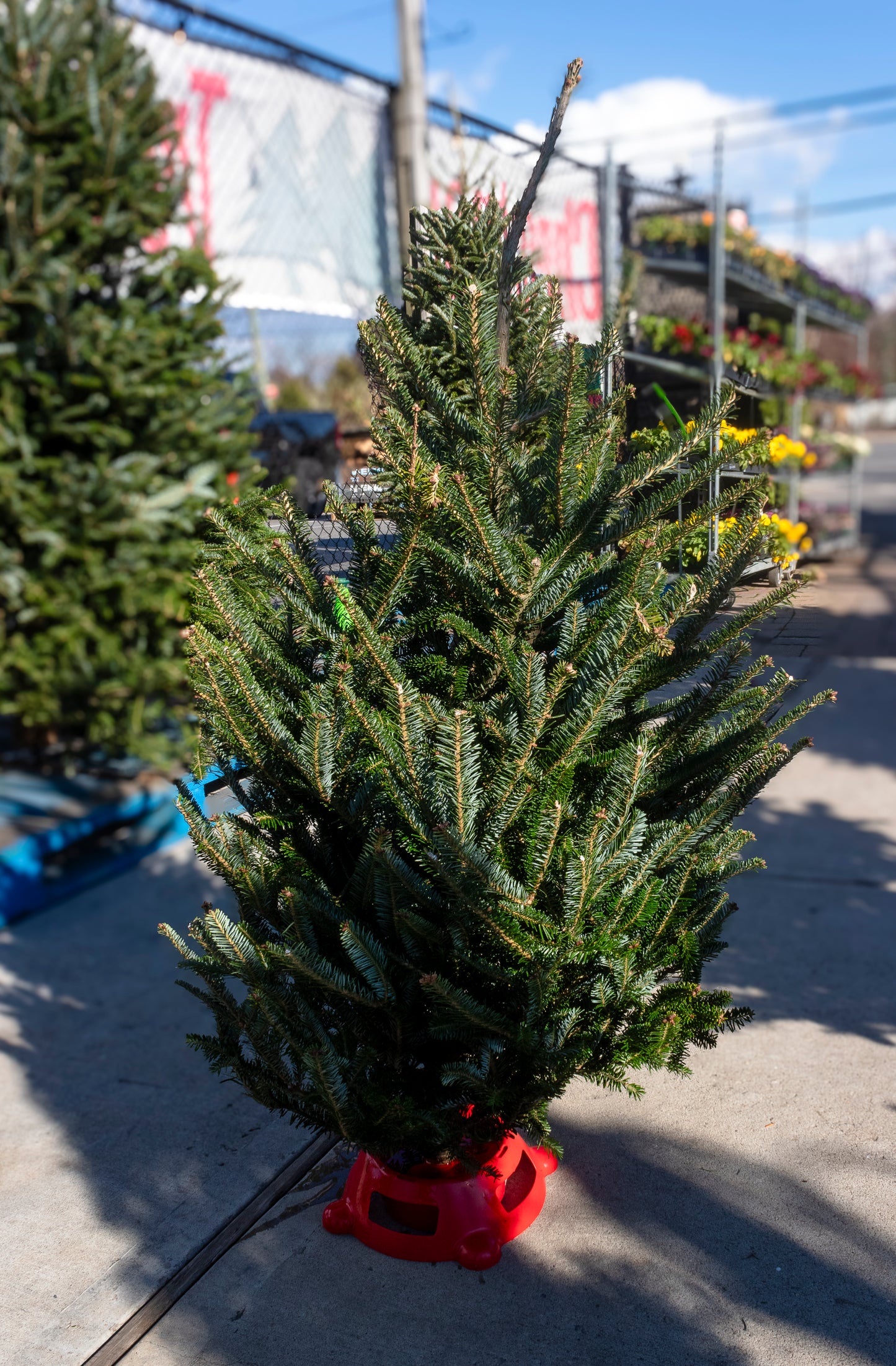 Fraser Fir