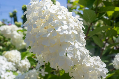 Hydrangea Tree