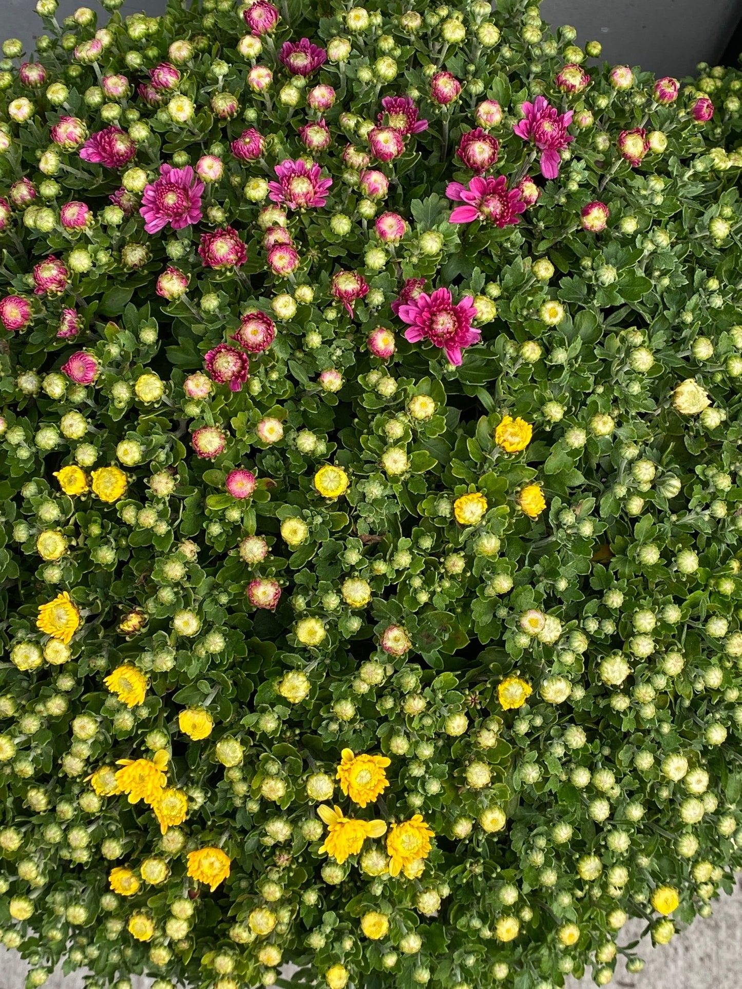 Fall Garden Mum