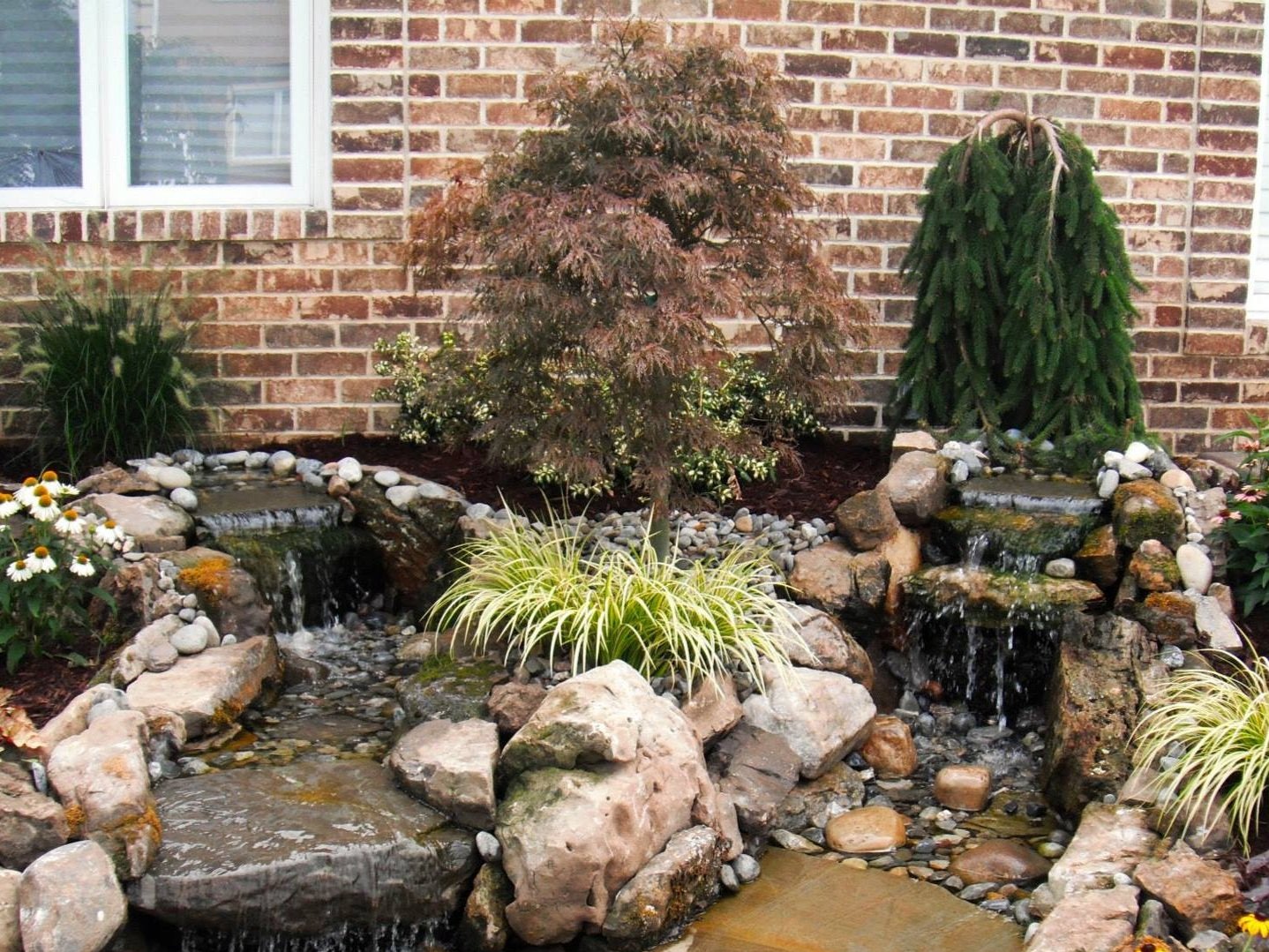 Japanese Maple - Crimson Queen