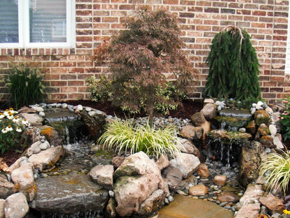 Japanese Maple - Crimson Queen