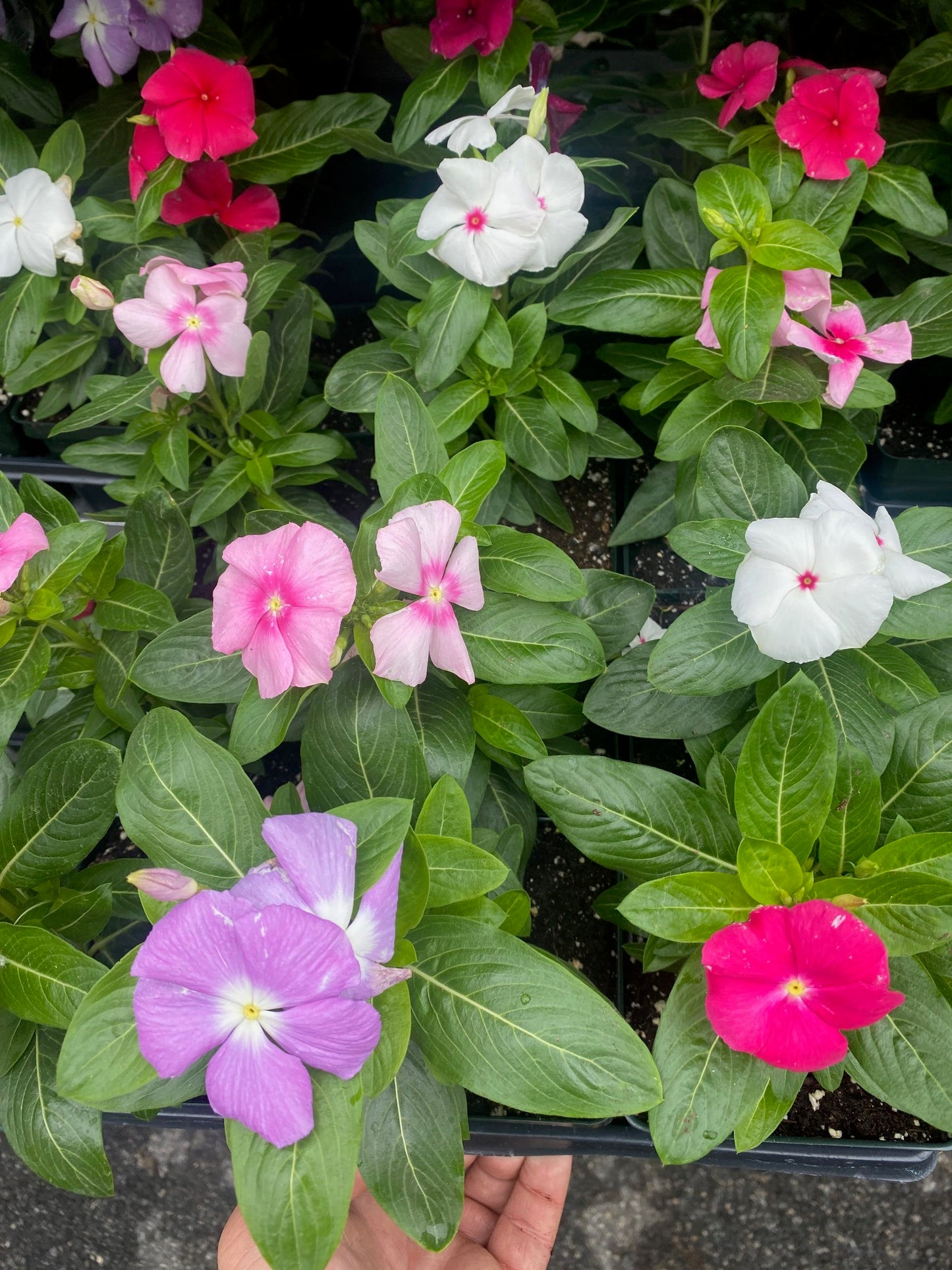 Annual Vinca (Periwinkle)